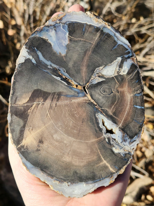 Blue Forest Unpolished Petrified Hardwood Slab | Eden Valley | Wyoming