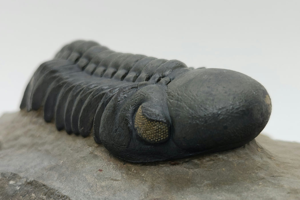 Reedops Trilobite | Morocco