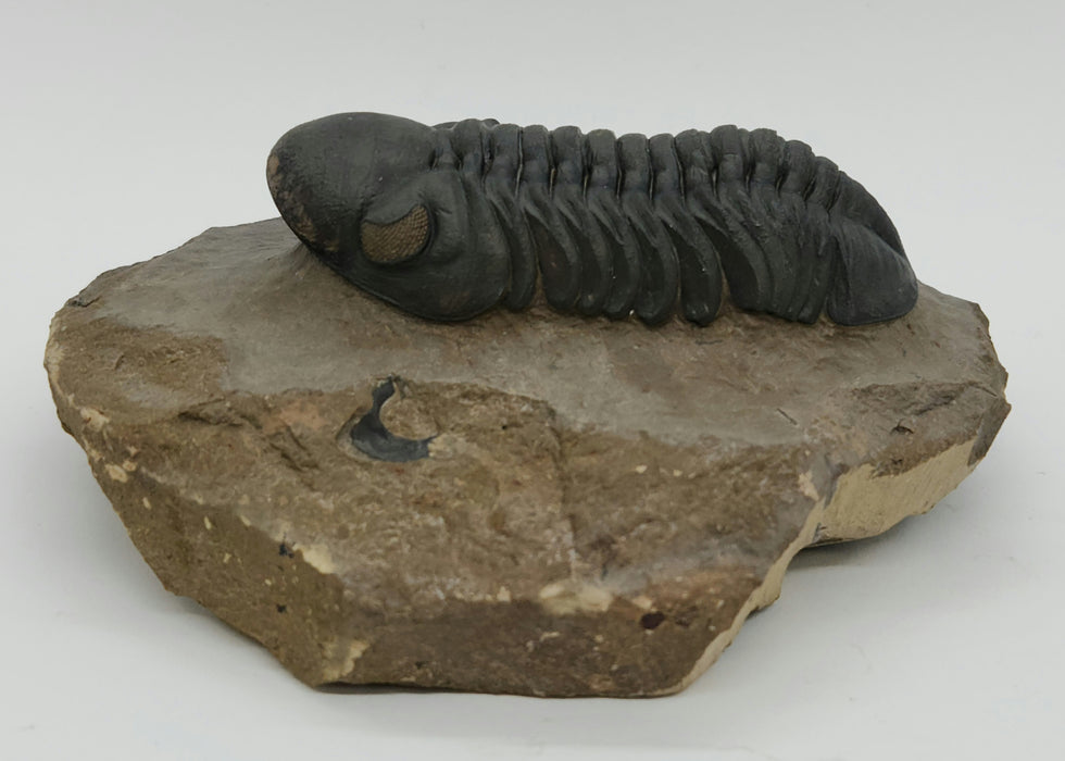Reedops Trilobite | Morocco