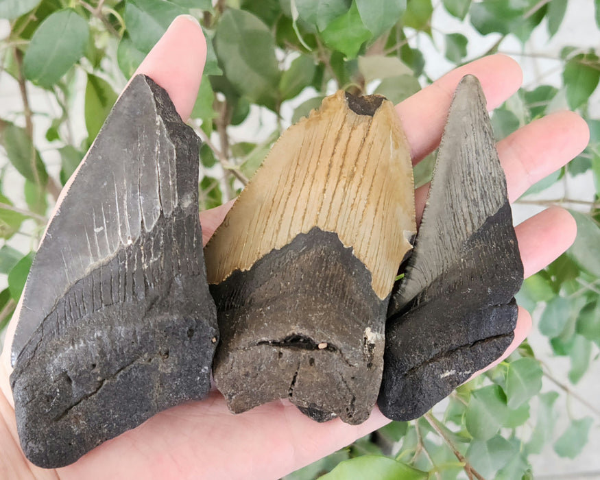 Partial Megalodon Teeth $39