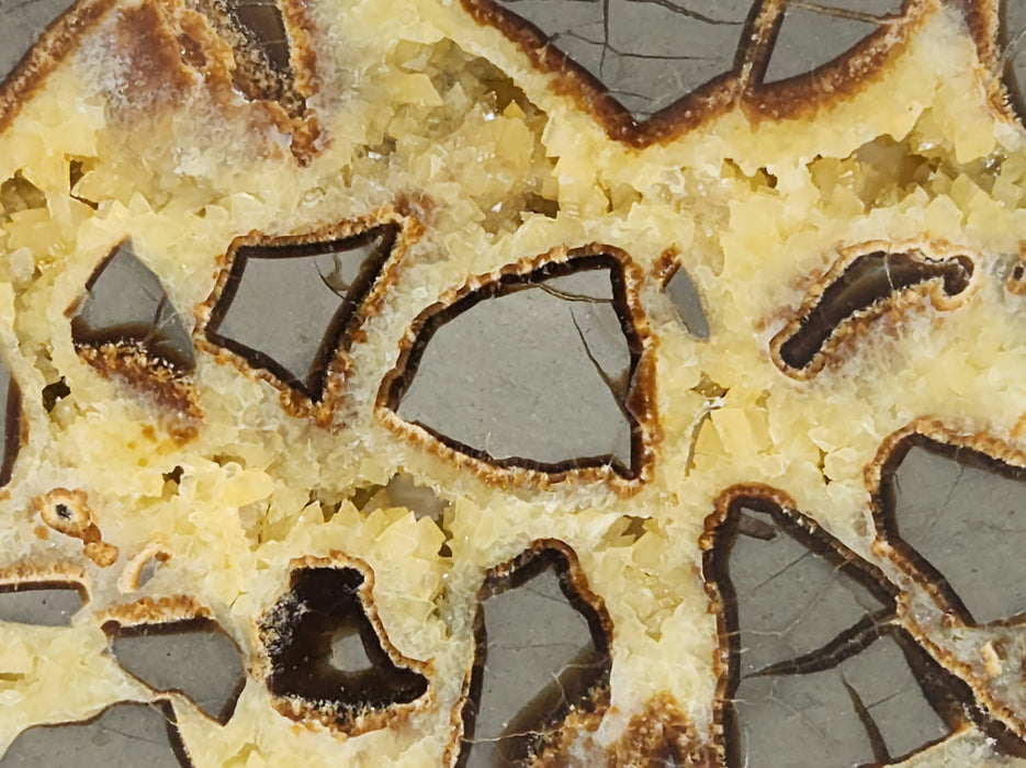 Septarian Nodule Slice