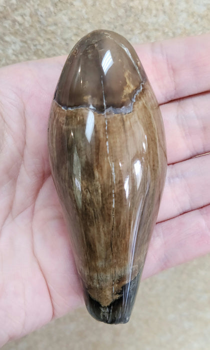 Polished Fossil Whale Tooth | Family Physeteridae | South Carolina