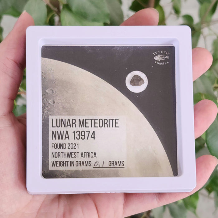 Lunar Meteorite NWA 13974
