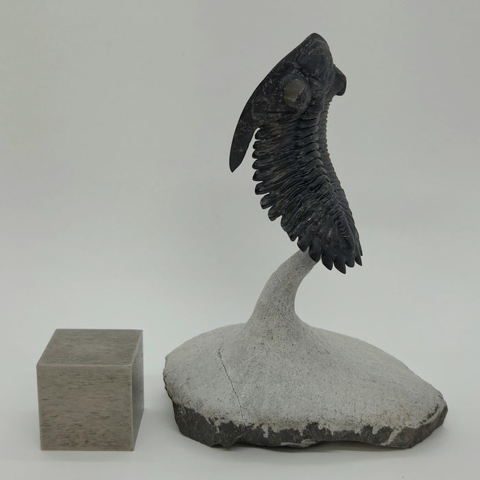 Hollardops Trilobite | Morocco