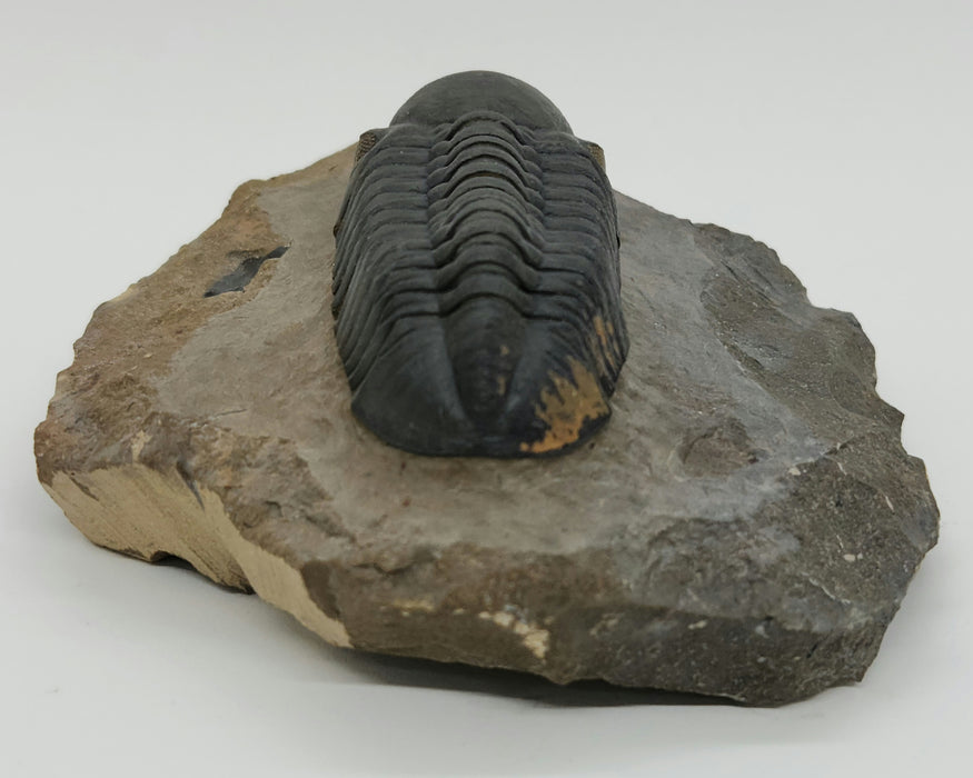 Reedops Trilobite | Morocco