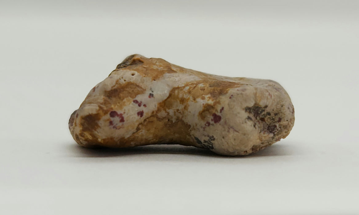 Dimetrodon Toe Bone | Texas