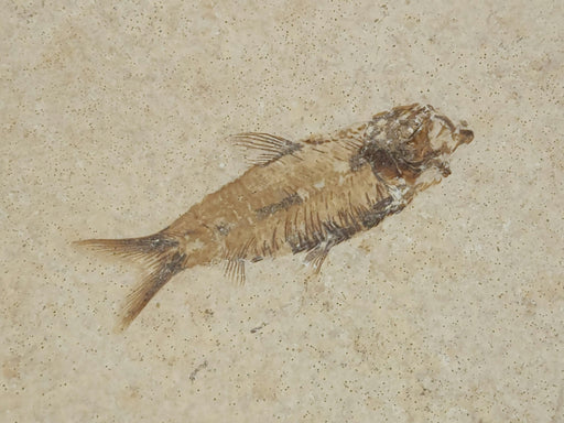 In Stone Fossils