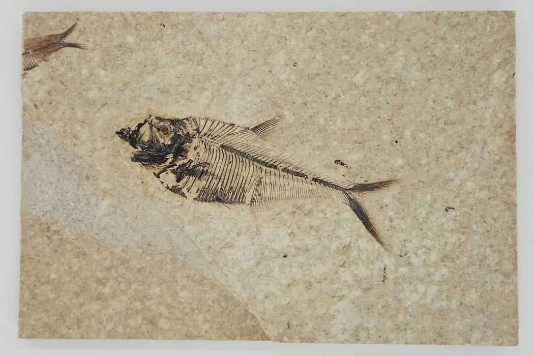 4" Diplomystus dentatus | Green River Formation | Wyoming