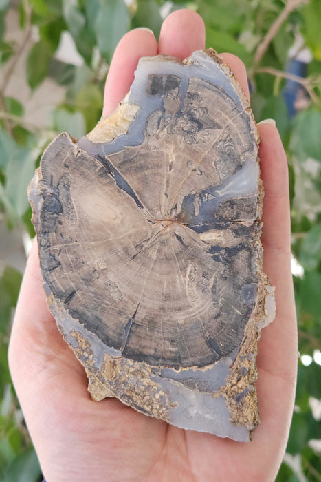 Blue Forest Unpolished Petrified Hardwood Slab | Eden Valley | Wyoming