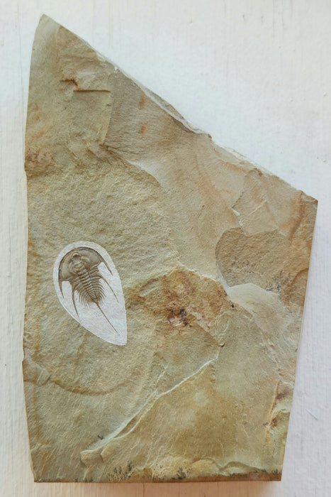 Olenellus Trilobite | Nevada