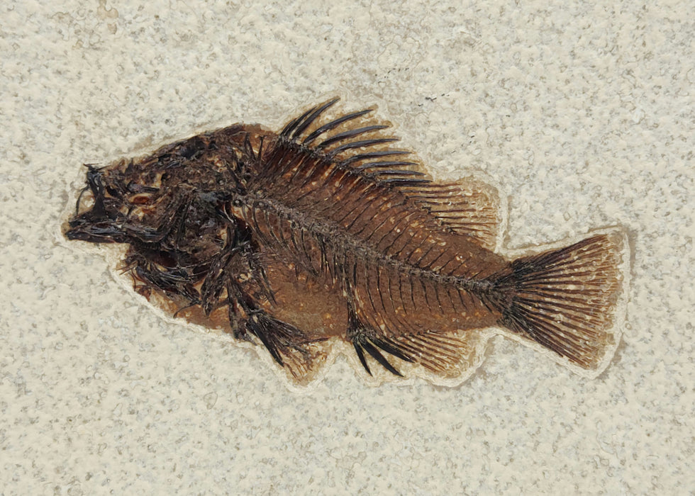 3.25" Priscacara serrata Fossil Fish | Green River Formation | Natural Specimen