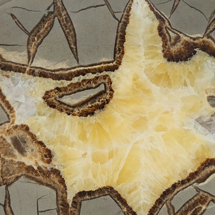 Septarian Nodule Slice