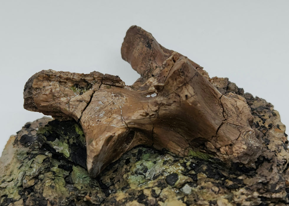 Crocodylomorph Process | Texas