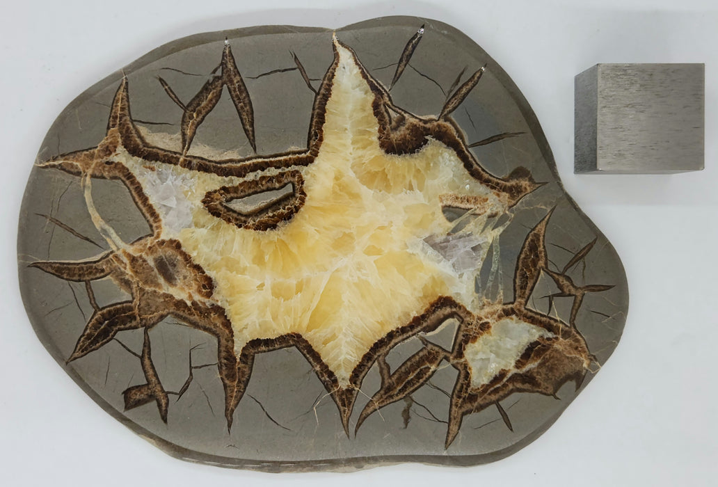 Septarian Nodule Slice