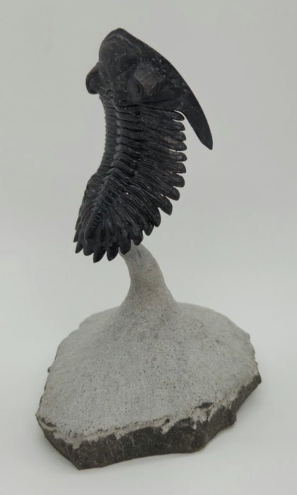 Hollardops Trilobite | Morocco