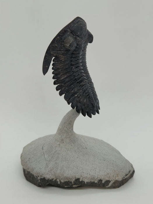 Hollardops Trilobite | Morocco