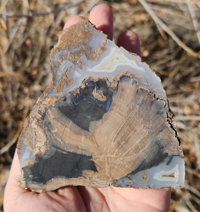 Blue Forest Unpolished Petrified Hardwood Slab | Eden Valley | Wyoming
