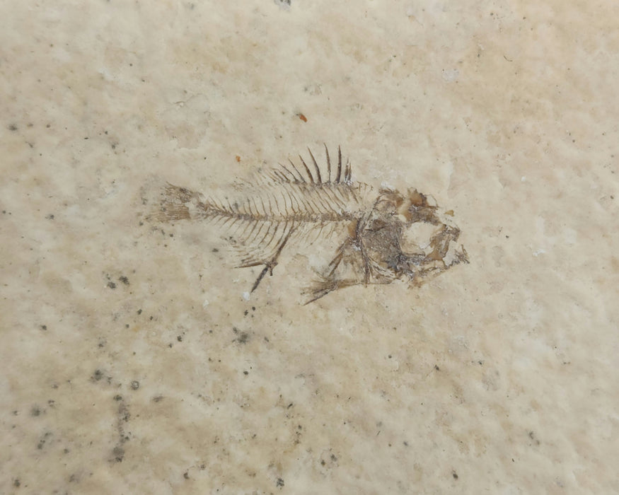 Juvenile Priscacara | Green River Formation | Wyoming