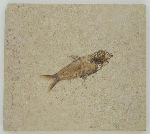 In Stone Fossils
