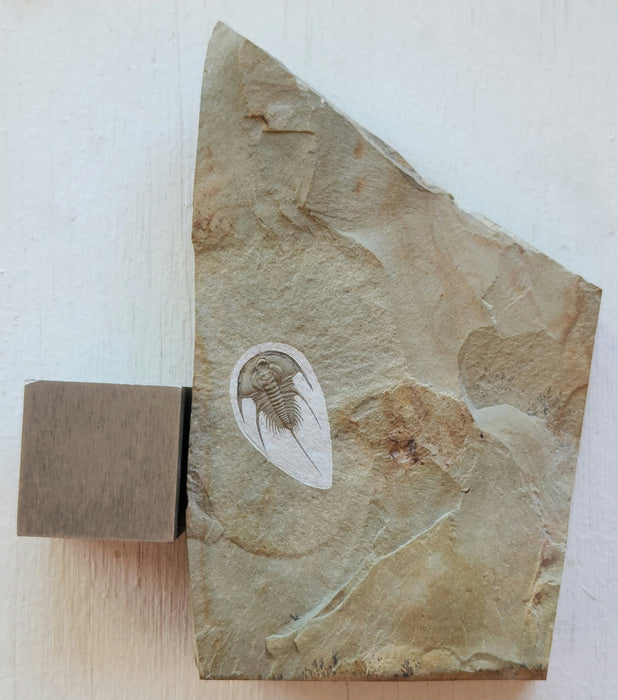 Olenellus Trilobite | Nevada