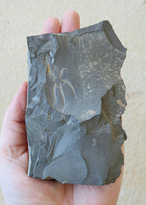 Ophiuroidea Brittle Star | Morocco