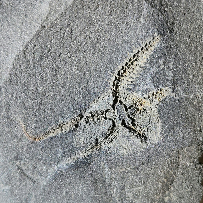 Triple Ophiuroidea Brittle Star | Morocco