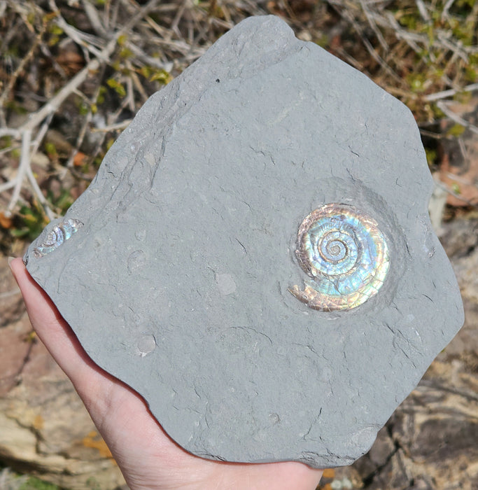 A++ Quality Psiloceras planorbis | Jurassic Rainbow Ammonite | North Somerset, England