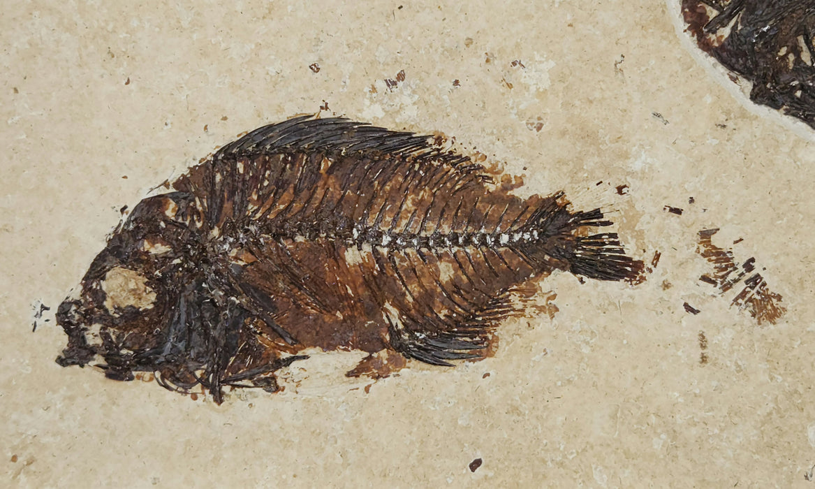 Double Cockerellites liops (formerly Priscacara liops) | 100% Natural | Green River Formation | Wyoming