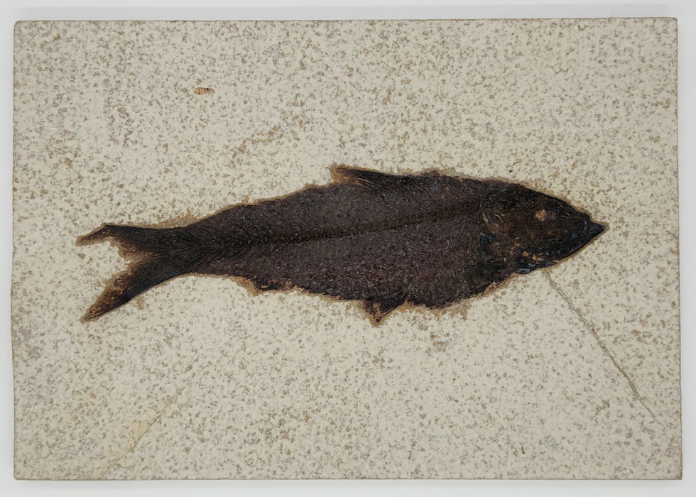6.5" Knightia eocaena | 100% Natural | Green River Formation | Wyoming