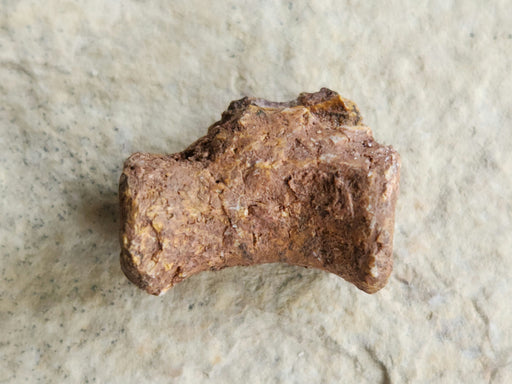 In Stone Fossils