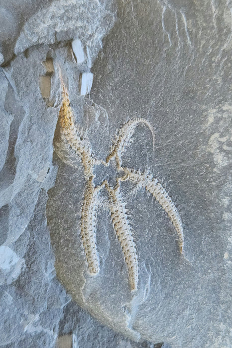 Ophiuroidea Brittle Star | Morocco