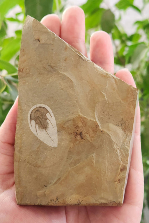 In Stone Fossils