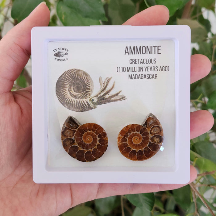 Ammonite Pair in Display Case | Madagascar