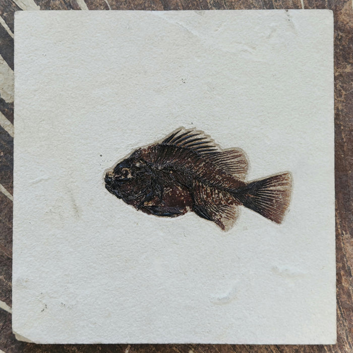 5.25" Cockerellites liops (formerly Priscacara liops) | 100% Natural | Green River Formation | Wyoming