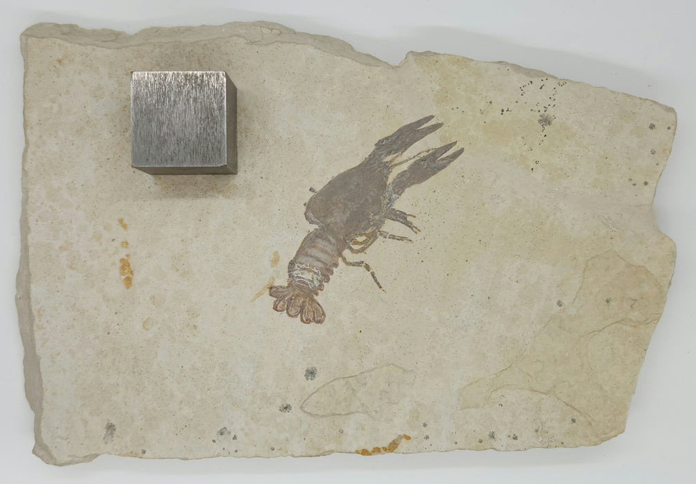 Rare Fossil Crayfish | Procambarus primaevus | Green River Formation | Wyoming