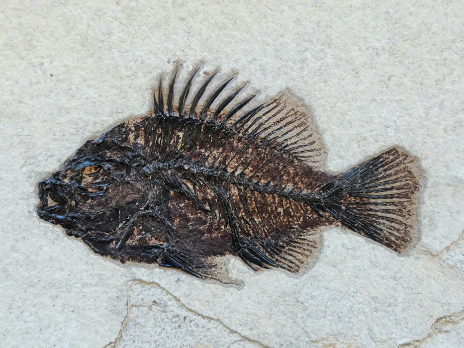 5.5" Cockerellites liops (formerly Priscacara liops) | 100% Natural | Green River Formation | Wyoming