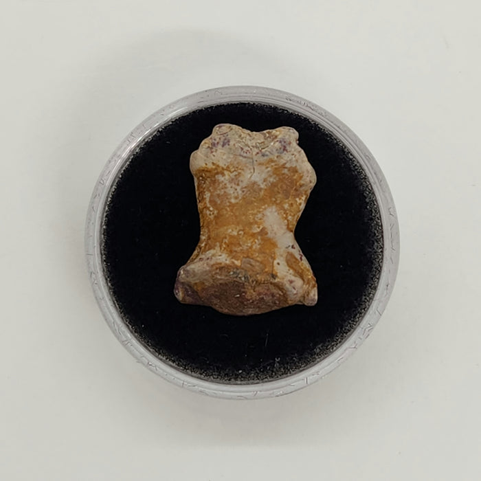 Dimetrodon Toe Bone | Texas