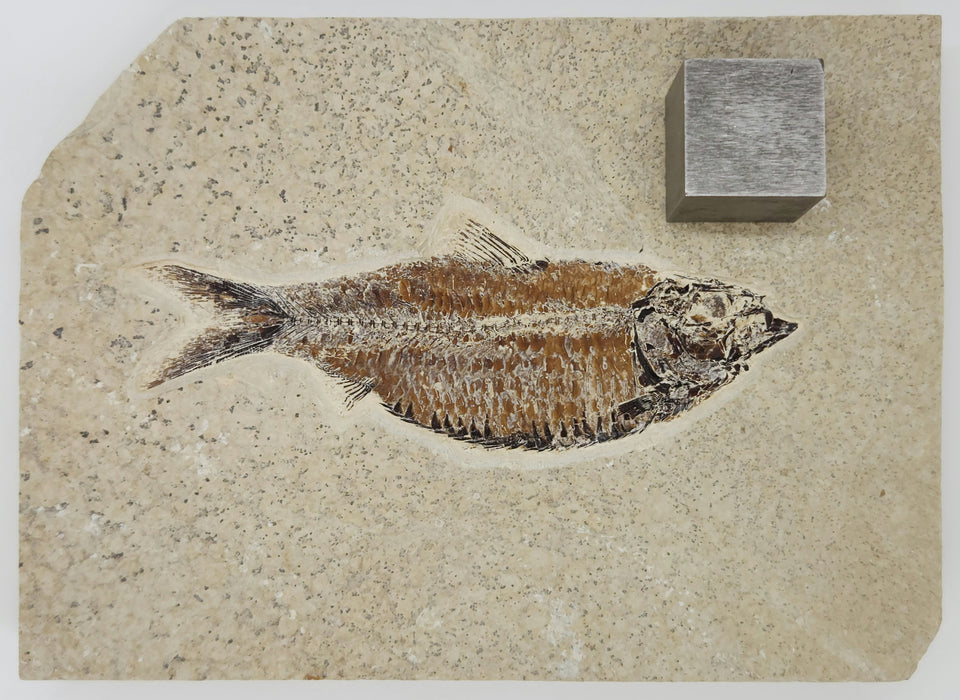 5.25" Knightia eocaena | 100% Natural | Green River Formation | Wyoming