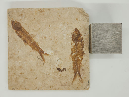 In Stone Fossils