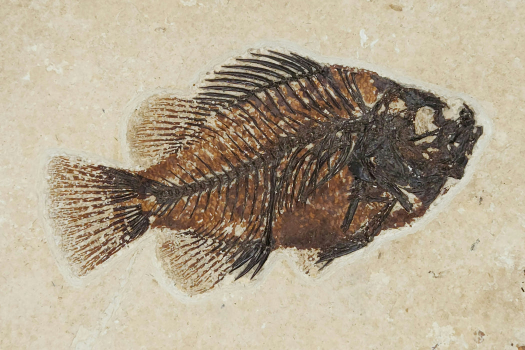 Double Cockerellites liops (formerly Priscacara liops) | 100% Natural | Green River Formation | Wyoming