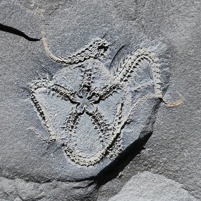 Triple Ophiuroidea Brittle Star | Morocco