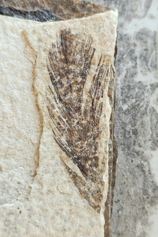 In Stone Fossils