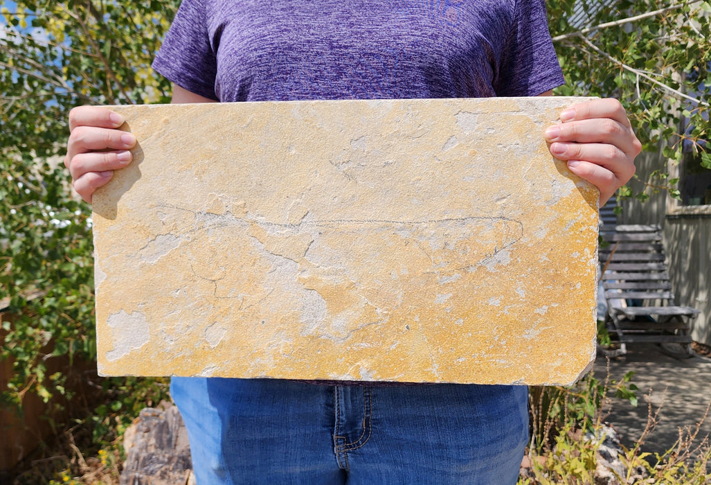 Unprepared Diplomystus dentatus | Green River Formation | Wyoming