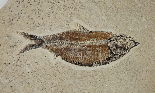 In Stone Fossils