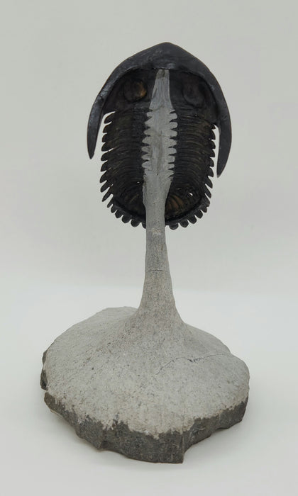 Hollardops Trilobite | Morocco