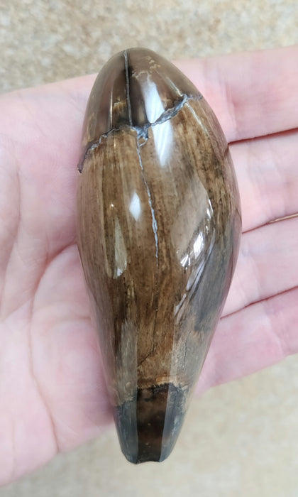 Polished Fossil Whale Tooth | Family Physeteridae | South Carolina
