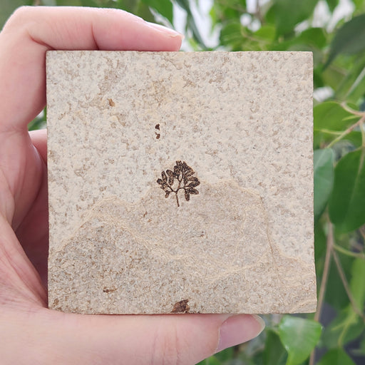 In Stone Fossils