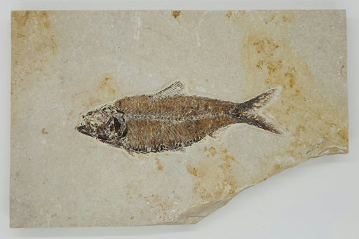 In Stone Fossils
