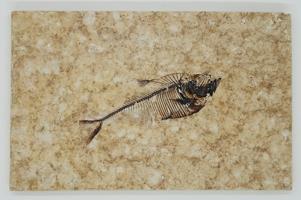 2.5" Diplomystus dentatus | Green River Formation | Wyoming