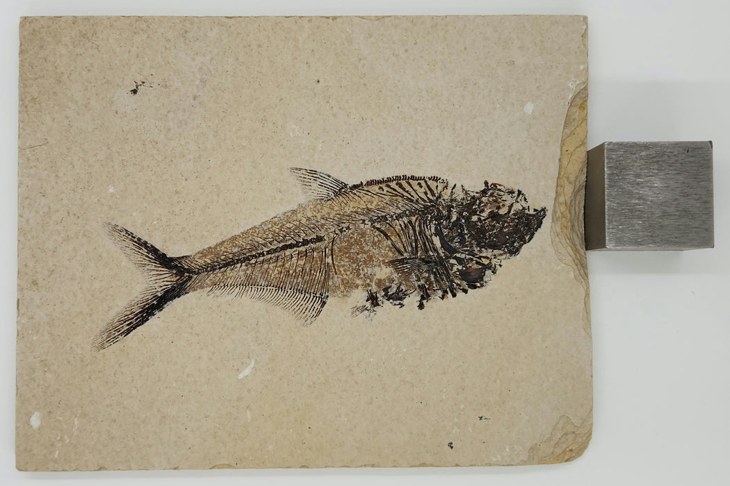4.75" Diplomystus dentatus | Green River Formation | Wyoming